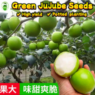 30 Seeds/pack Green Jujube Seeds for Sale 大青枣种子 Benih Pokok Bidara Epal Sweet Chinese Epal Plum Date