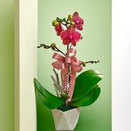 【紅芝麻】富貴感蝴蝶蘭 送禮入厝開幕新居 玄關擺設 可客製