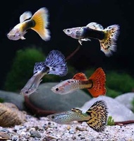guppy Random 1 pair aquarium fish 孔雀鱼
