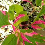 salvia daun pink/salavia pink/tanaman hias