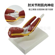 Manufacturer Supply Human Elbow Joint with Muscle Model Elbow Joint Movement Teaching Display Ortho
