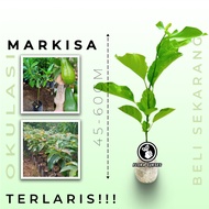 Passion Fruit Plant Seeds Passion Fruit Seeds Passion Fruit Tree