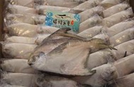 【禧福水產】印度野生白鯧魚/小肉鯧魚◇$特價249元/500g±10%/3隻◇最低價居酒屋臺菜料理熱炒燒烤餐廳團購可批發