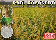 benih padi kolosebo 1kg