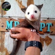 Musang Pandan Mozaik High Quality