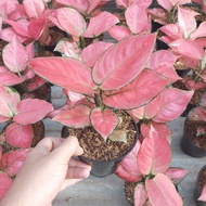 gr aglonema pink catrina dewasa remaja daun 7 8 9 10