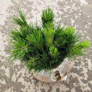 Black Pine Bonsai Seedlings Black Pine Potted Plant Green Seedlings Black Pine Seedlings Garden Pine Seedling Black Pine