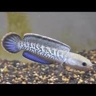 channa stewarti 10 cm bahan jadi