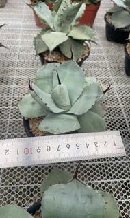 福克斯 (多肉植物，塊根植物，球根植物，龍舌蘭，大型多肉植物，仙人掌，仙人球，仙人頭，石化，綴，菊水，海鮮，草球，牡丹，玉露，室內外，戶外，夠光)