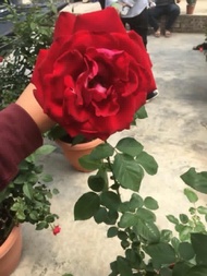 1.5 kilogram Baja Bunga,Buah,Sayuran ORGANIK 100% [30+3[TE] in 1 ]🔥🔥🔥