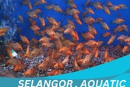 Ikan tiger barb/ikan yellow barb/ikan green barb