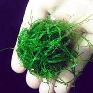 Aquarium Water Plant: Java Moss Loose