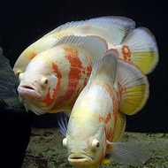 Paket 3 Ekor Ikan Oscar Tiger Albino Size 9-20Cm Kualitas Premium