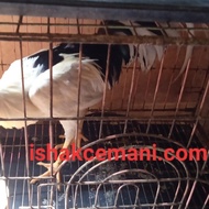 Ayam Tulak Jantan Istimewa Limited Edition ! Wajib Baca Diskripsi Nyet