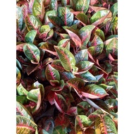 Best Seller Adelia - Tanaman Hias Aglaonema Aglonema