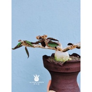 AH BENG GARDEN : CAUDEX - Euphorbia Decaryi 皱叶麒麟