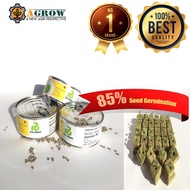 BENIH SALAD / LETTUCE SEED / RIJK ZWAAN JONCTION LETTUCE SEED