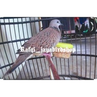 BURUNG TEKUKUR GACORAN KUK 2
