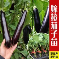 現貨 特價 快速發貨山東壽光嫁接茄子苗春秋四季盆栽大龍長茄種籽紫黑圓茄秧苗杭茄fpny