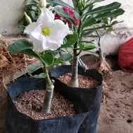 Bibit kamboja jepang putih