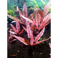 Cryptocoryne Flamingo Pink - Fully Submeged
