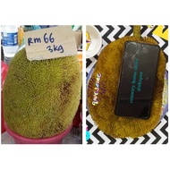 LIMITED STOCK RARE Biji Tarap Buah Besar dari Sabah | 5 biji benih untuk disemai