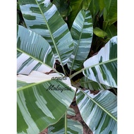 Variegated Banana / Musa Florida / Pisang Batik
