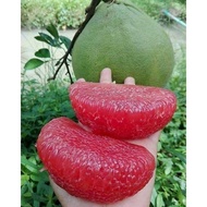 pokok limau bali merah