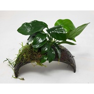 SG READY STOCK | Anubias Nana on Coconut Husk Bracelet Fresh Live Aquarium Aquatic Plants