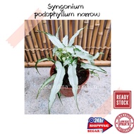 (GG real plant) syngonium podophyllum narrow ^ pokok keladi hiasan rumah dalaman live indoor house p