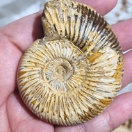 [Natural Fossil] Perisphinctes Ammonite - 6cm, 1pc