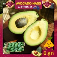 อะโวคาโด อะโวคาโด้ จำนวน 6 ลูก อะโวคาโดสด อโวคาโด้  อโวคาโด นำเข้า AVOCADO HASS AUSTRALIA ผลไม้สด อะ