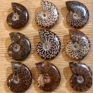 Natural Conch Ammonite Popular Science Specimens Ammonite Ornaments Ammonite Ornaments Ornaments @