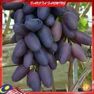 Anak Pokok Anggur Anggur Baikonur Grape Pokok Premium Lebat Berbuah