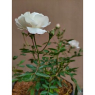 Sindo - Climbing White Rose Live Plant TL97RMLTL4