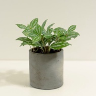 冷水花│泥作系列│福所栽