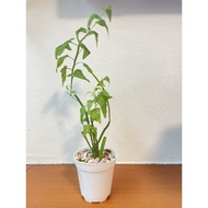 Muehlenbeckia platyclada (centipede plant)