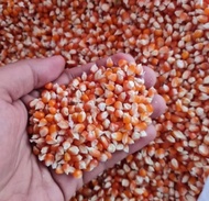 1 kg jagung kristal kering/jagung asli madura bisa buat pakan burung merpati