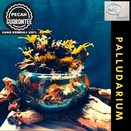 PALUDARIUM MINI FULL SET READY SIAP PAKAI AKUARIUM  XXL / KACA TIUP DAN AKAR BALI / AQUASCAPE / AQUA