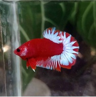 Hiasan Akuarium (Hellboy Bold)