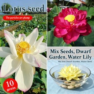 Bonsai Pot Dwarf Benih Lotus Bowl Seed Water Lily Mix Flower Seeds Bunga Teratai Garden Plant Seeds 