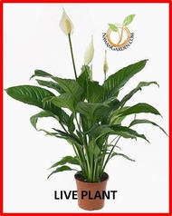 [INDOOR PLANT] PEACE LILY (Spathiphyllum) the top indoor plants for cleaning air (office/house)/Live