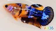 ปลากัดเยลโล่กาแลคซี่🌈ได้ตัวเมียตามรูป🌟มัตติคันเลอร์ กาแลคซี่ เยลโล่กาแลคซี่ พร้อมผสมพันธุ์❤️ Bettafish❤️ปลากัดสวยงาม ปลากัดไทย ปลากัดอาชีพ ปลากัดเยลโล่กาแลคซี่มัตติคันเลอร์🌟ปลากัดเลี้ยงโชว์ สวยๆ ได้เมียตามรูป