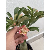 Thailand Adenium (Colourful ) Blooming