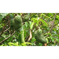 Anak pokok durian belanda ( Thai ) / Pokok durian belanda