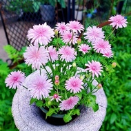 Pink Dandelion Seeds Peach Color Thousand Book Dandelion Seeds Pink Flower Dandelion Flower Seeds Da