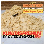 BSF Maggot Eggs 1 Gram - Super Quality, 99% Accuracy Guarantee | Suitable for Cultivation & Prepupa