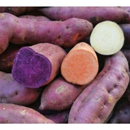 1KG (UBI KUNING)(UBI OREN) (UBI PURPLE) MIX 💯 CAMERON HIGHLANDS