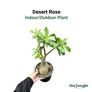 【Local seller】Desert Rose Adenium obesum Indoor Outdoor Plant with Drought Tolerant Care and Sunligh
