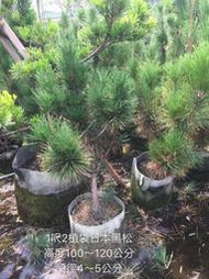 【盛宏園藝】三河黑松︱1呎2植袋黑松盆栽︱高度100~120公分(請自取)